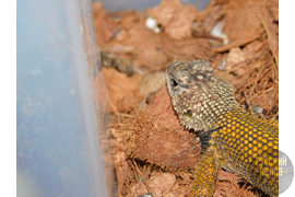 Игуана заборная малахитовая, Sceloporus malachiticus
