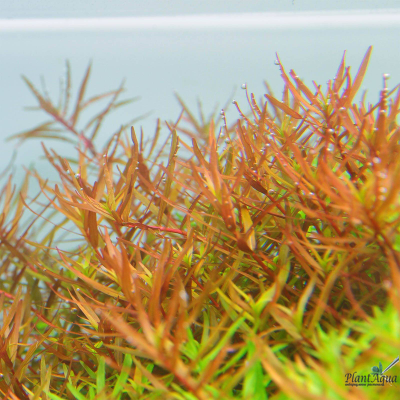 Ротала HRA (меристемная)