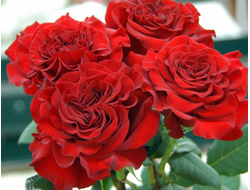 Сердце ( Hearts), срезочная, Jan Spek Nurseries.