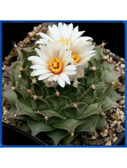 Obregonia denegrii PP 253