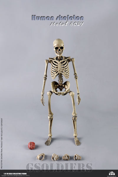 Человеческий скелет Коллекционная ФИГУРКА 1/6 scale THE HUMAN SKELETON DIECAST ALLOY BS011 COOMODEL