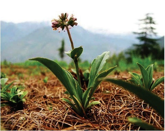 Нард (Nardostachys jatamansi) 2 г - 100% натуральное эфирное масло