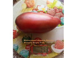 Томат Фиолетовая гордость Весселя (Wessel's Purple Pride)