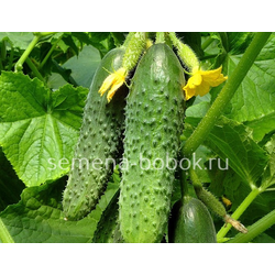 Огурец Бьерн F1 (5 шт)