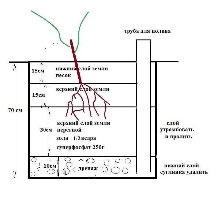 Схема посадки винограда