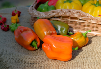 Перец сладкий Гюнстлинг, 10 шт