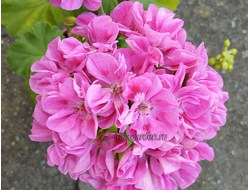 Пеларгония Ирида Карусель