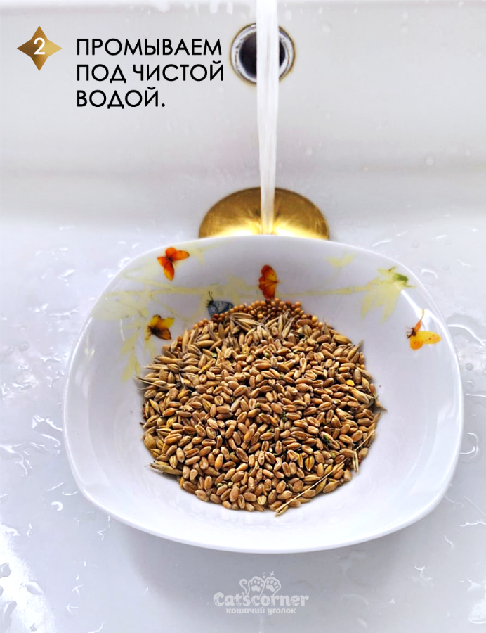 Трава для кошки дома, инструкция по выращиванию. Шаг 2 - промываем зёрна перед проращиванием.