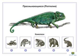 Животные, комбинированное наглядное пособие (СD-диск + 80 карточек)