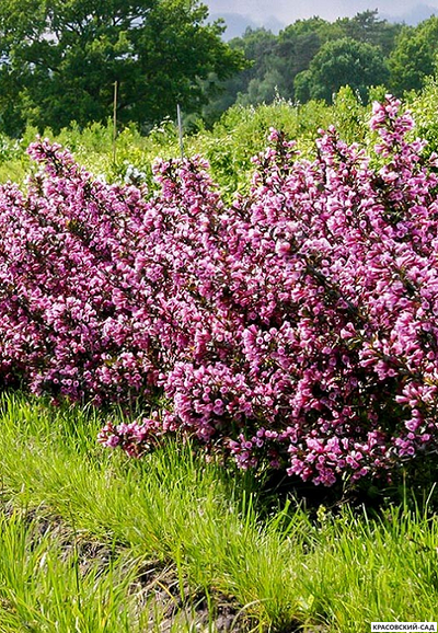 Вейгела цветущая Нана Пурпуреа фото в ландшафте красовский-сад.рф