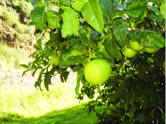 Бергамот (Citrus bergamia) органик, Сицилия, 1 гр - 100% натуральное эфирное масло