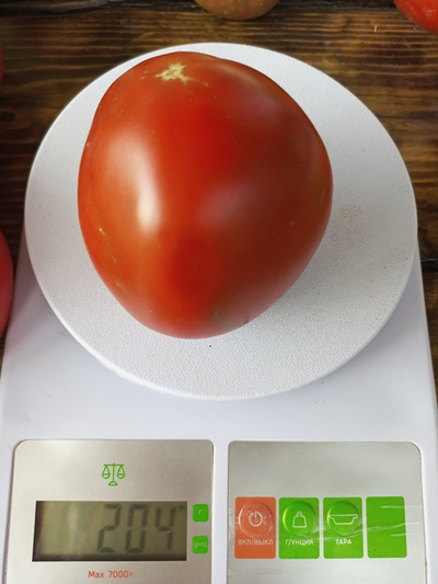 Томат Черный принц