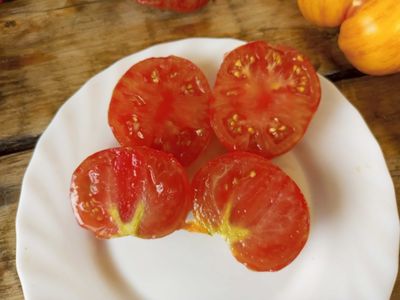 Томат Восставший Звездный Истребитель Кэйли Энн Пинк (Rebel Starfighter Kayleigh Anne Pink)