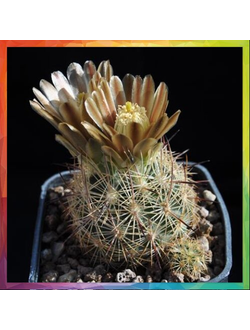 Echinomastus mapimiensis KMR 488