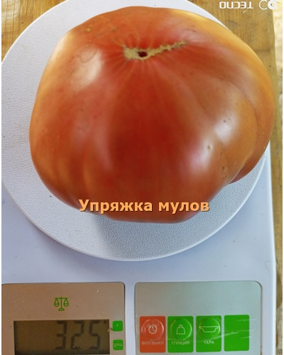 Томат Упряжка мулов (Mule Team)