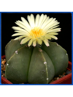 Astrophytum myriostigma v. nudum RS 1221