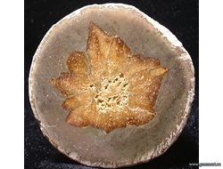 Глендонит - (Беломорская рогулька)