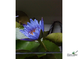 Нимфея Август Кох