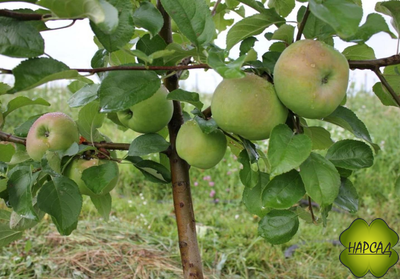 Яблоня "БРЯНСКОЕ ЗОЛОТИСТОЕ" Саженец 2,5 года (полукарлик)