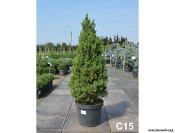 Ель сизая Коника - фото в саду - красовский-сад.рф