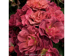 Синко де Майо