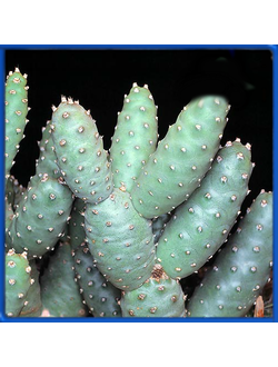 Tephrocactus articulatus