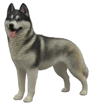 Сибирская хаски (серая) - Коллекционная ФИГУРКА 1/6 scale Husky (QYC003D) - QuanYingCun
