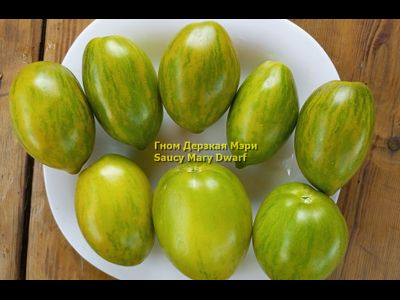 Томат Гном Дерзкая Мэри (Saucy Mary Dwarf) США