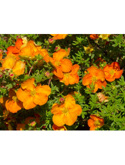 Лапчатка кустарниковая Sunset