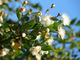Мирт (Myrtus communis) красный, листья (5 мл) - 100% натуральное эфирное масло