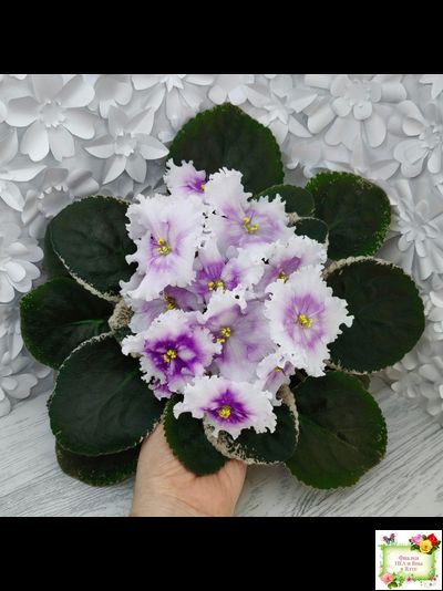 Dn-Дух Різдва (Д. Денисенко) 2020 г.