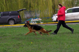 23.04.2016 г. выставка в Белгороде
1 место в классе юниоров, ЮСС судья Клюева Э. 