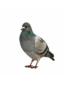 птицы Голубь