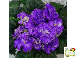 БР-Маленькое Счастье (С. и Н. Буркацкие) 2020 г.