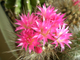 Neoporteria villosa - 5 семян