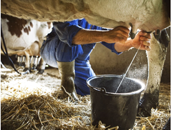 Производство молока