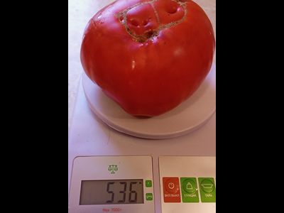 Томат Ишалница (Isalnita cu Cute) Румыния