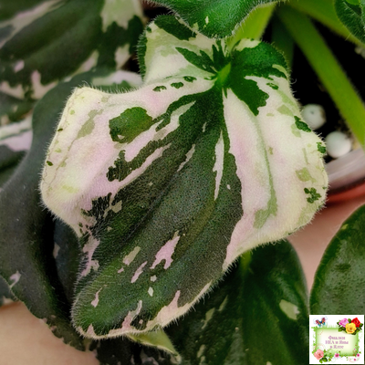 LV-Девятый Вал (Л. Шевелева) 2024 г. трейлер (пестролистный клакамас)