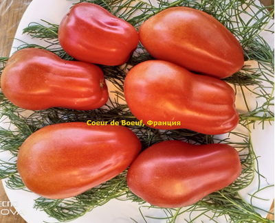 Томат Сердце быка (Coeur de Boeuf), Франция
