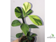 Ficus Diversifolia var.  Watermelon / фикус дельтовидный Арбуз