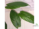 Ficus sp.(T25) aff villosa (big leaf) / фикус виллоза крупный лист