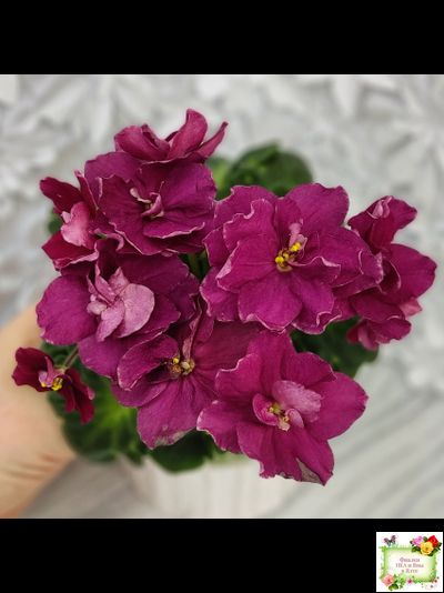 ВаТ-Супер Мама (Т.Валькова) 2020 г.