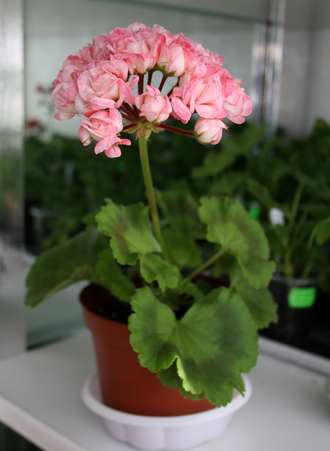 Denise (Sutarve) - пеларгония розебудная (розоцветная) - описание сорта, фото - купить