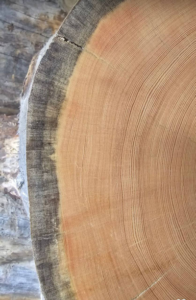 Кело Карельская сосна