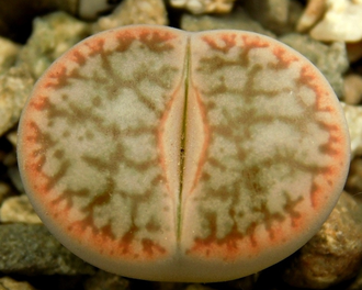 Lithops pseudotruncatella v. riehmerae (syn.edithiae) C097