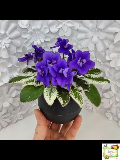 Hodss-Norway (Яна Ходченко) 2019 г. (пестролистный лонг)