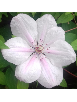 Клематис Ян ПавелII (Jan Pawel II)