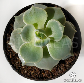 Echeveria Lola