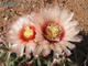 Notocactus corynodes Uruguayan 'Horse Crippler' (D=15-18mm) MG-1052.6