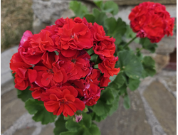 Королева Бирмы пеларгония